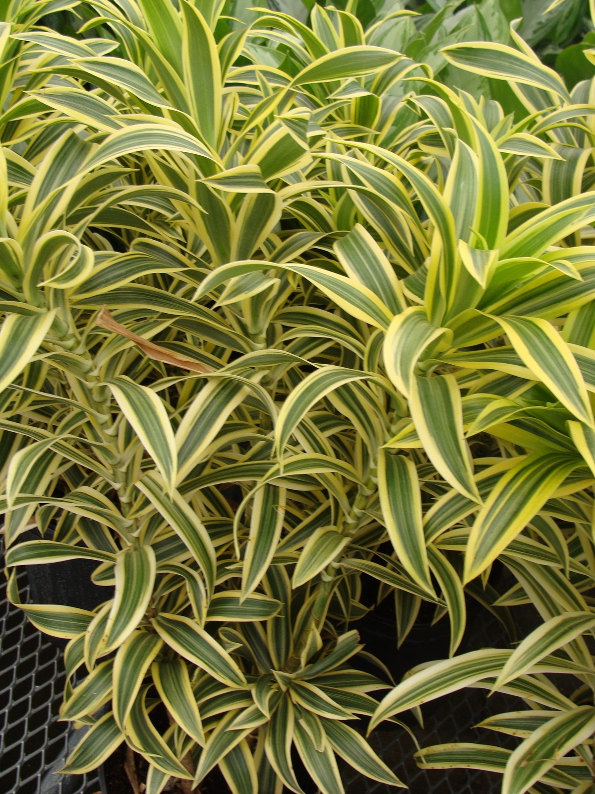 Dracaena Song of India Plant